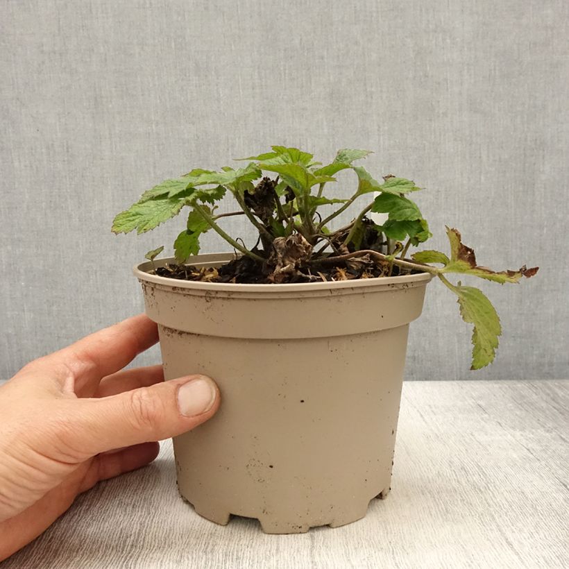 Exemplaar van Anemone Whirlwind - Herfstanemoon Pot van 1,5 l/2 l zoals geleverd in de lente