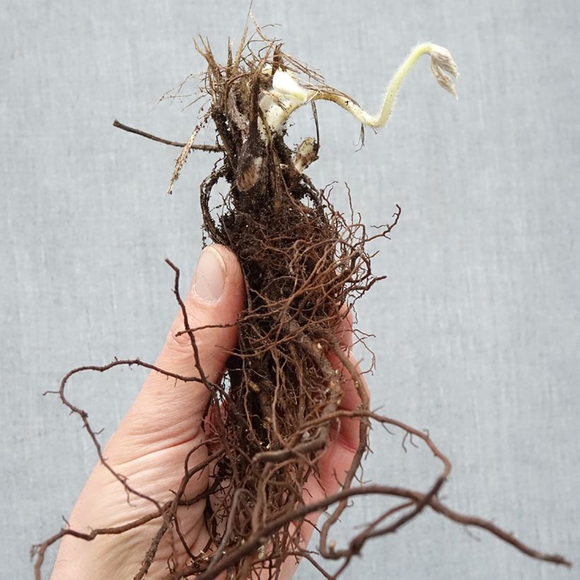 Exemplaar van Anemone Whirlwind - Herfstanemoon Naakte wortel zoals geleverd in de winter