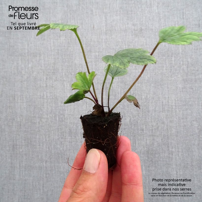 Exemplaar van Anemone Wild Swan - Herfstanemoon Mini-mot Ø 3/4 cm zoals geleverd in de herfst