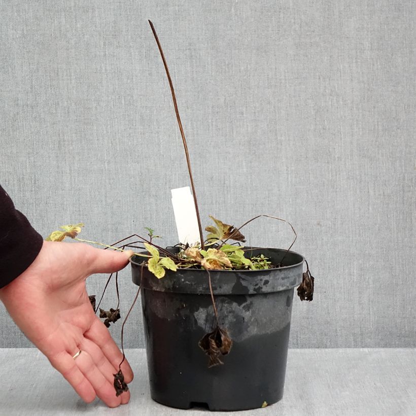 Exemplaar van Anemone leveillei - Blauwwitte anemoon Pot van 2 l/3 l zoals geleverd in de herfst