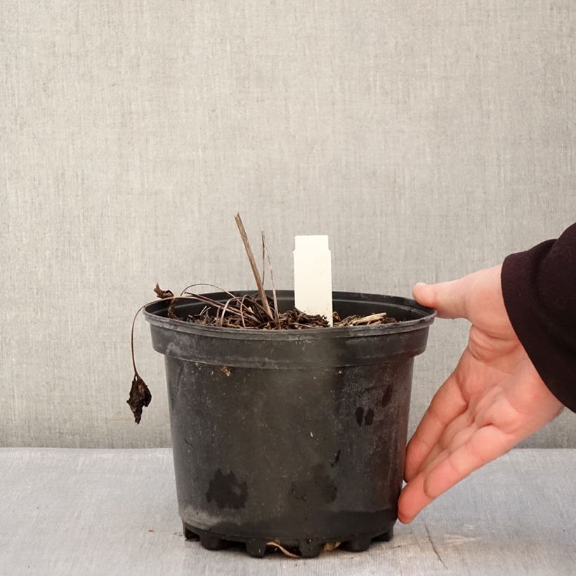 Example of Anemone leveillei - Blauwwitte anemoon Pot van 2 l/3 l as you get in hiver