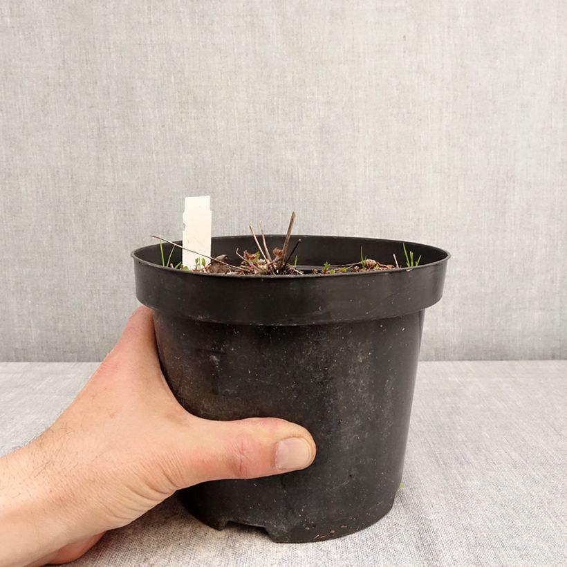 Exemplaar van Anemone leveillei - Blauwwitte anemoon Pot van 2 l/3 l zoals geleverd in de lente