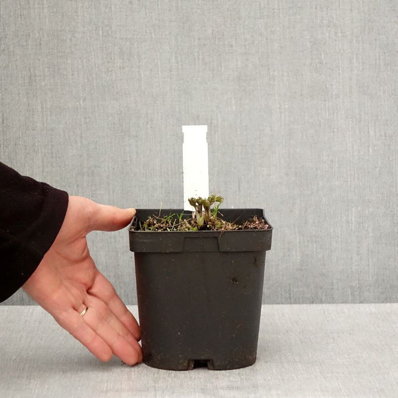 Exemplaar van Anemone multifida Rubra - Gevulde anemoon Pot van 2 l/3 l zoals geleverd in de lente