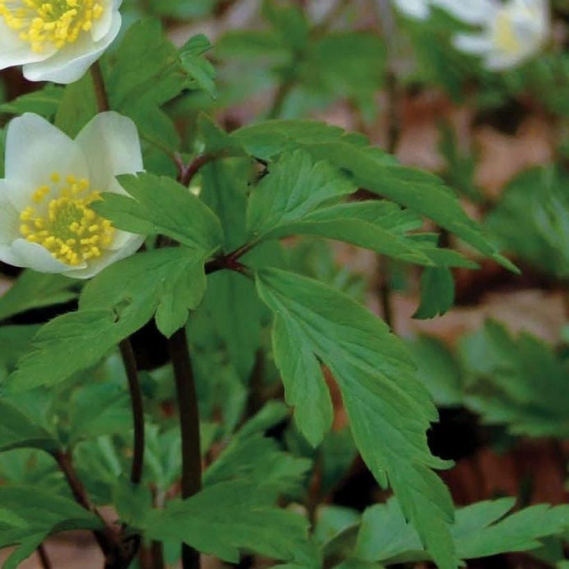 Anemone nemorosa -  Witte bosanemoon (Foliage)