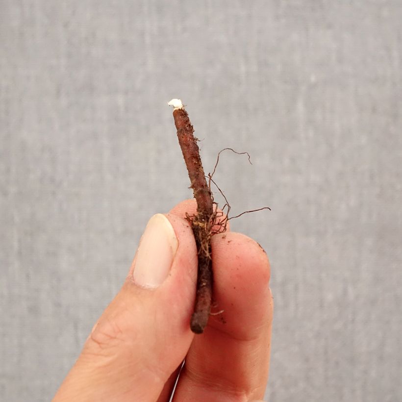 Example of Anemone nemorosa -  Witte bosanemoon Bol kaliber I as you get in automne