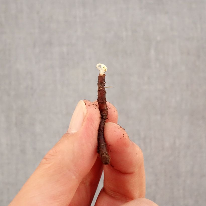 Exemplaar van Anemone nemorosa Blue Eyes - Bosanemoon Bol kaliber I zoals geleverd in de herfst