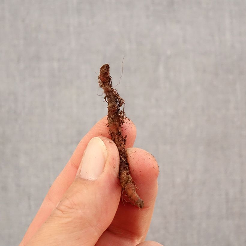 Exemplaar van Anemone nemorosa Green Fingers - Bosanemoon Bol kaliber I zoals geleverd in de herfst