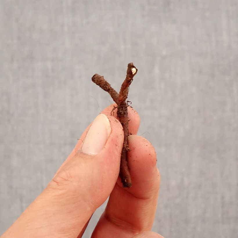 Exemplaar van Anemone nemorosa Lucia - Bosanemoon Bol kaliber I zoals geleverd in de herfst