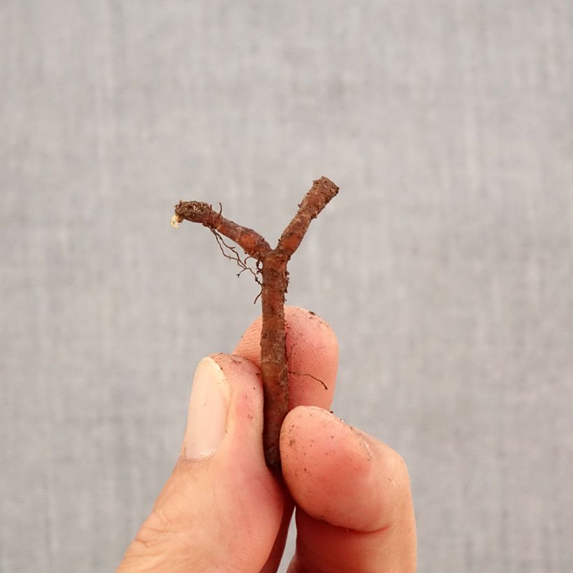 Exemplaar van Anemone nemorosa Marie-Rose - Bosanemoon Bol kaliber I zoals geleverd in de herfst