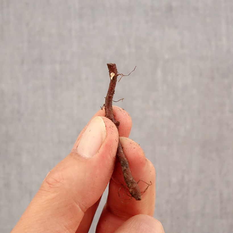 Exemplaar van Anemone nemorosa Virescens - Bosanemoon Bol kaliber I zoals geleverd in de herfst