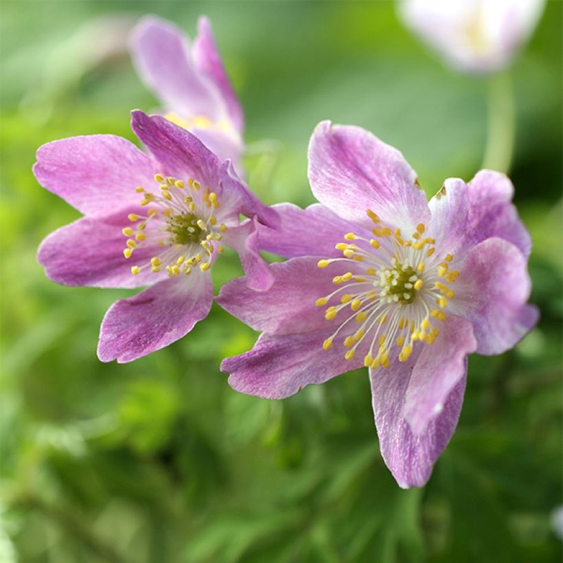 Anemone nemorosa Westwell Pink - Bosanemoon (Bloei)