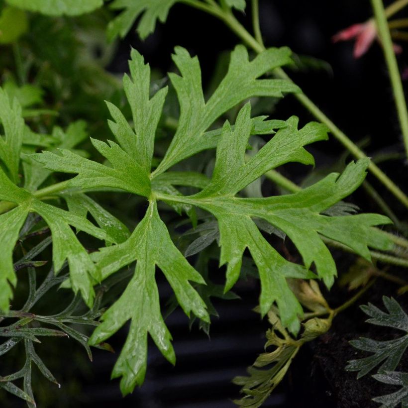 Pulsatilla vulgaris Papageno - Wildemanskruid (Blad)