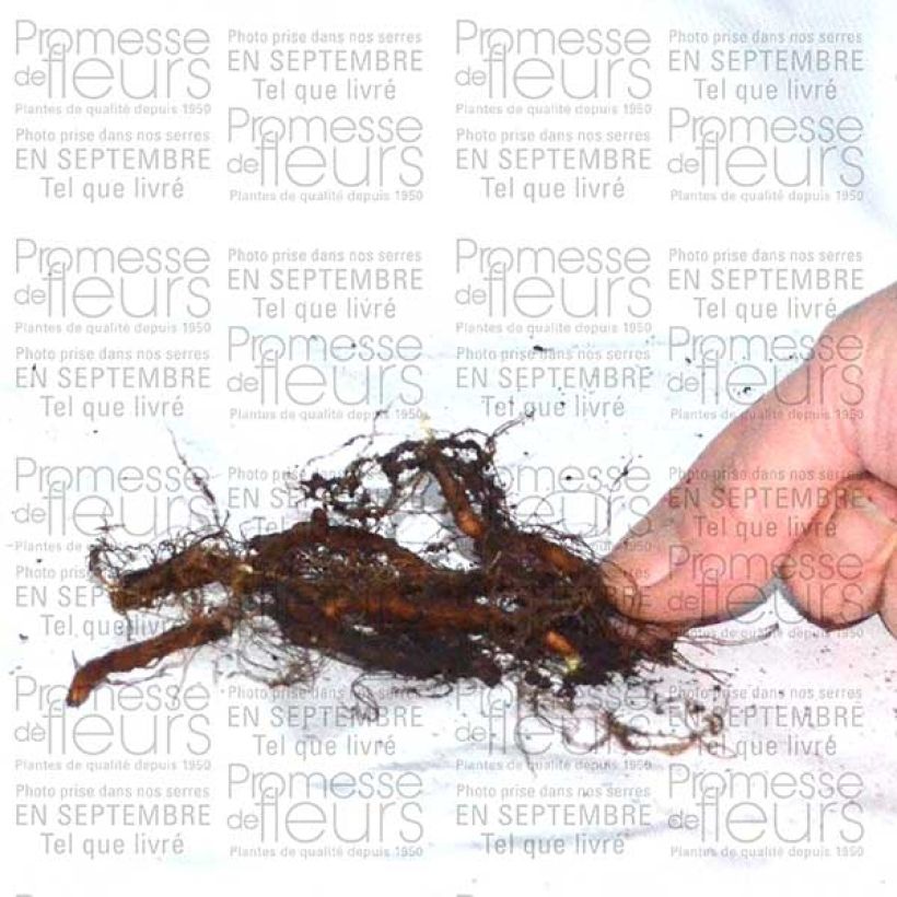 Voorbeeld van een exemplaar van Anemone ranunculoides - Anémone fausse renoncule Bulbe calibre I zoals geleverd