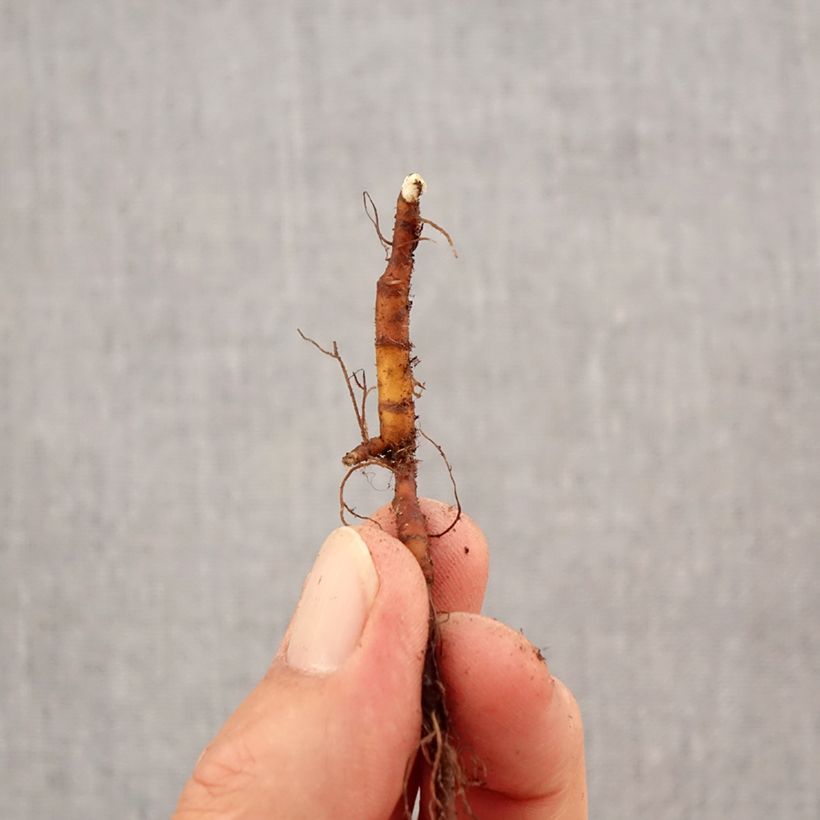 Exemplaar van Anemone ranunculoides - Gele anemoon Bol kaliber I zoals geleverd in de herfst