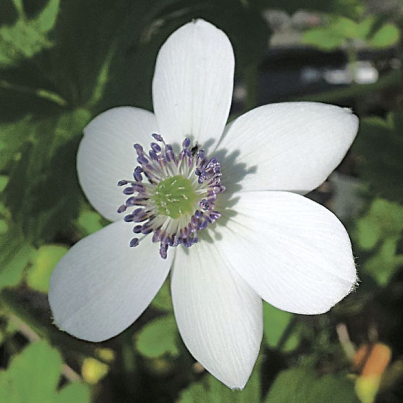 Anemone rivularis - Oeveranemoon (Bloei)