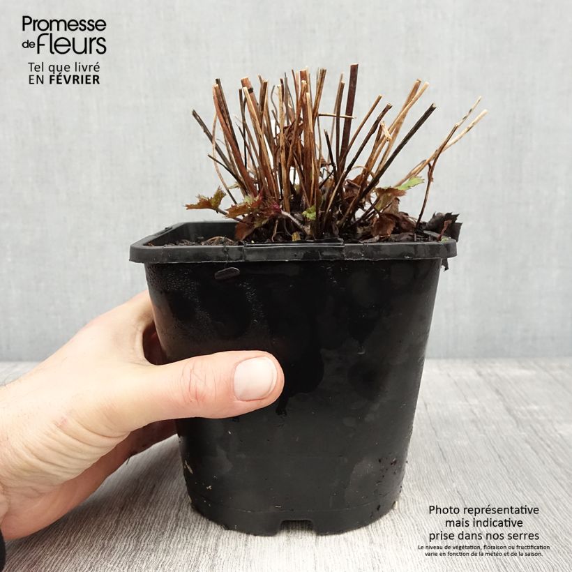 Exemplaar van Anemone Ruffled Swan - Anémone japonaise Pot de 2L/3L zoals geleverd in de winter