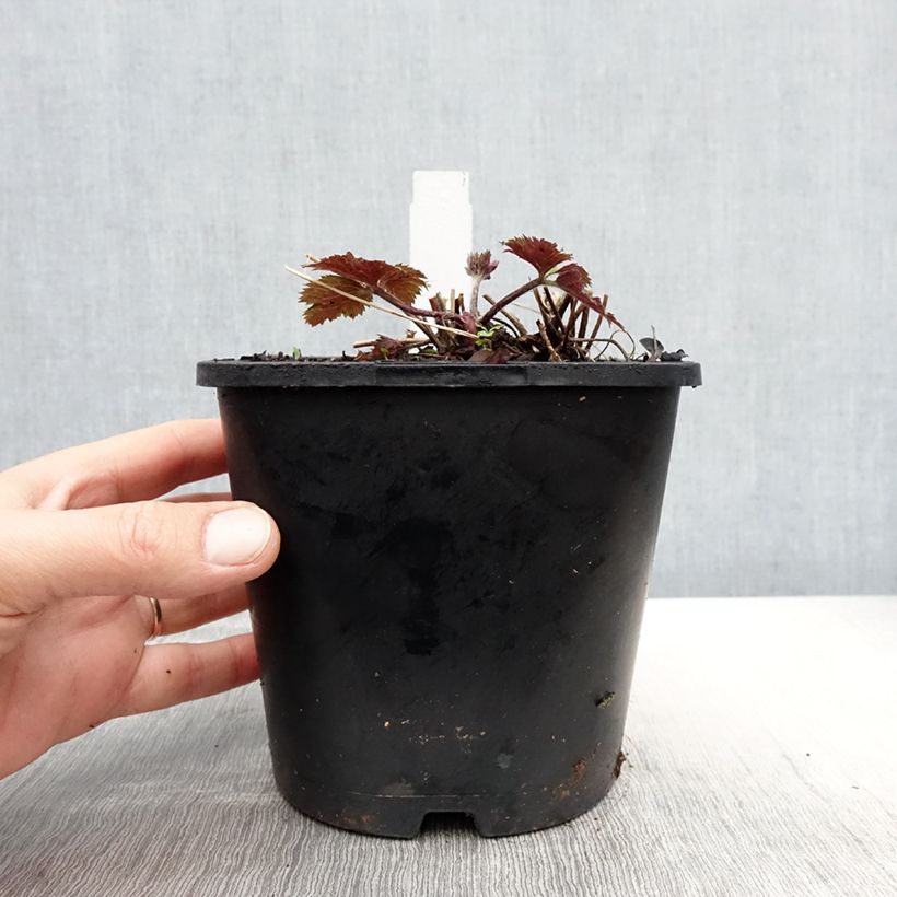 Example of Anemone Ruffled Swan - Herfstanemoon Pot van 2 l/3 l as you get in printemps