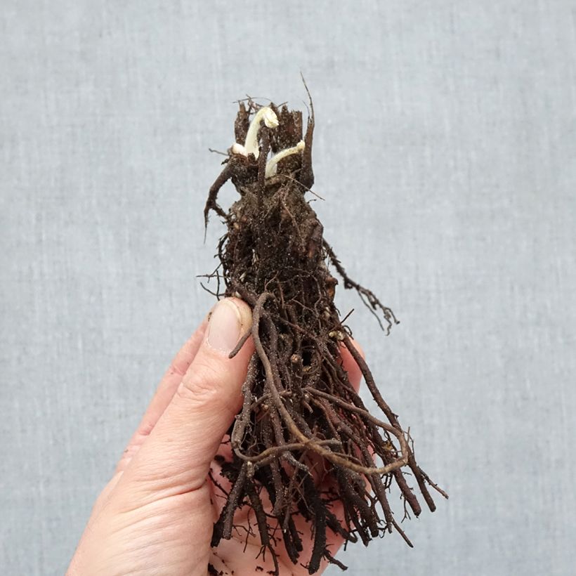 Example of Anemone Ruffled Swan - Herfstanemoon Naakte wortel as you get in hiver