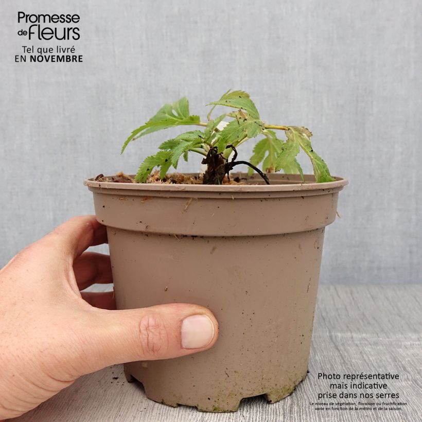 Exemplaar van Angelica gigas - Rode engelwortel Pot van 2 l/3 l zoals geleverd in de herfst