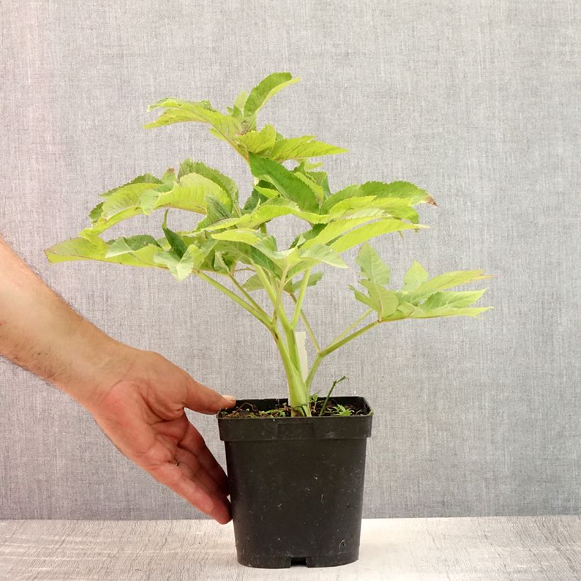 Exemplaar van Angelica gigas - Rode engelwortel Pot van 2 l/3 l zoals geleverd in de zomer