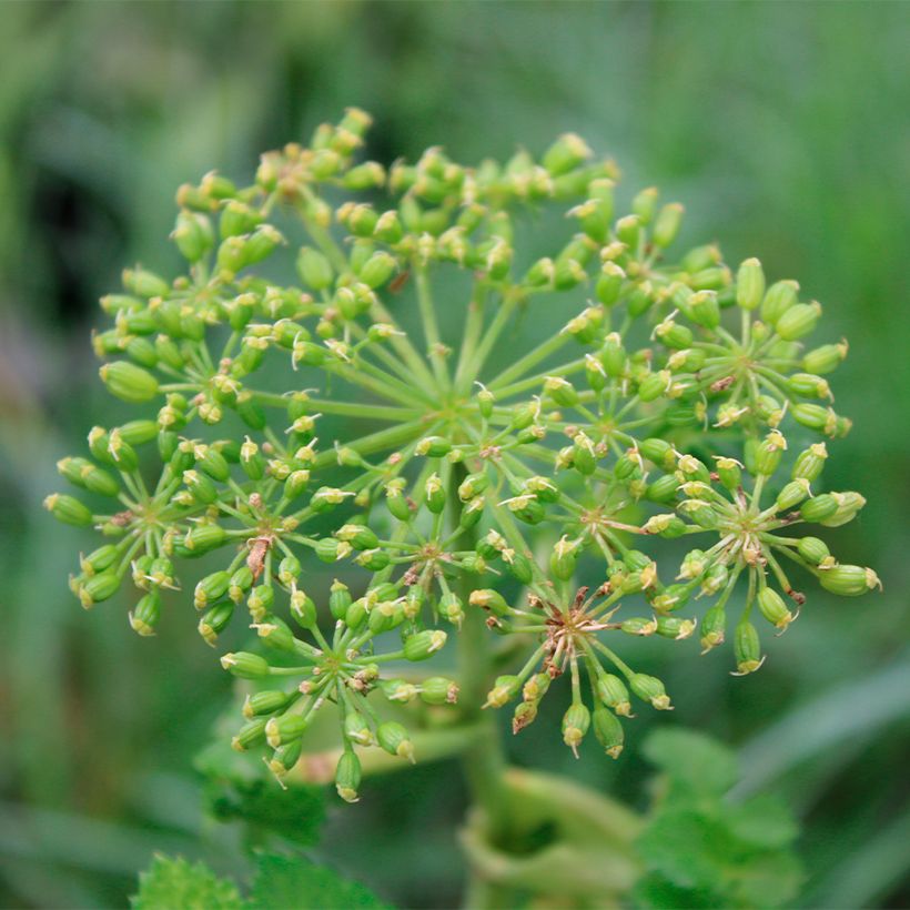 Angelica pachycarpa - Engelwortel (Bloei)