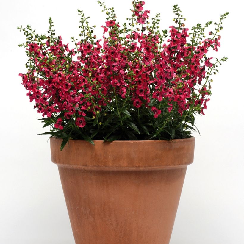 Angelonia Archangel Cherry Red - Zomerleeuwenbek (Groeiplaats)