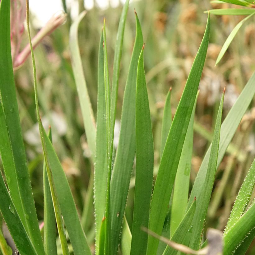 Anigozanthos Bush Pearl - Kangoeroepoot (Blad)