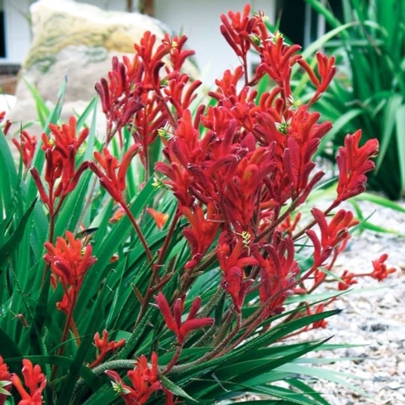 Anigozanthos Bush Inferno - Kangoeroepoot (Groeiplaats)
