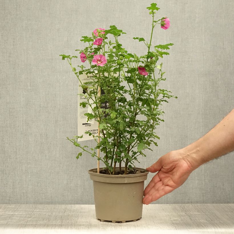 Exemplaar van Anisodontea capensis El Rayo - Kaapse malva Pot van 1,5 l/2 l zoals geleverd in de zomer