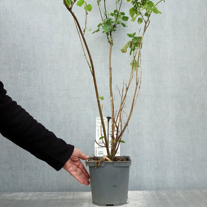 Exemplaar van Anisodontea capensis El Rayo - Kaapse malva Pot van 3 l/4 l zoals geleverd in de herfst