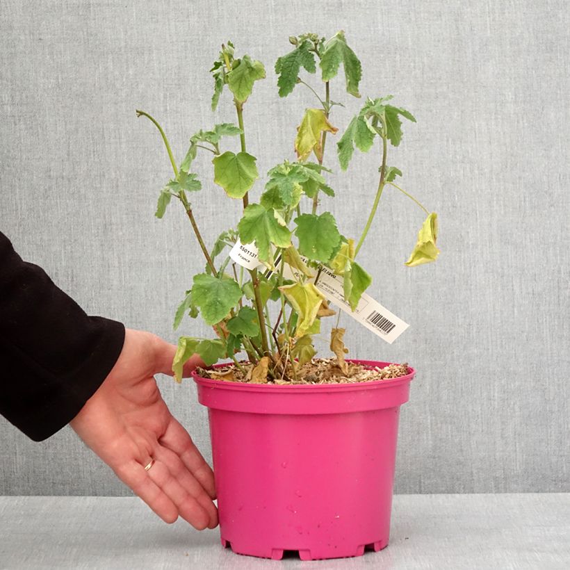 Exemplaar van Anisodontea capensis El Rayo - Mauve arbustive du Cap Pot de 3L/4L zoals geleverd in de winter
