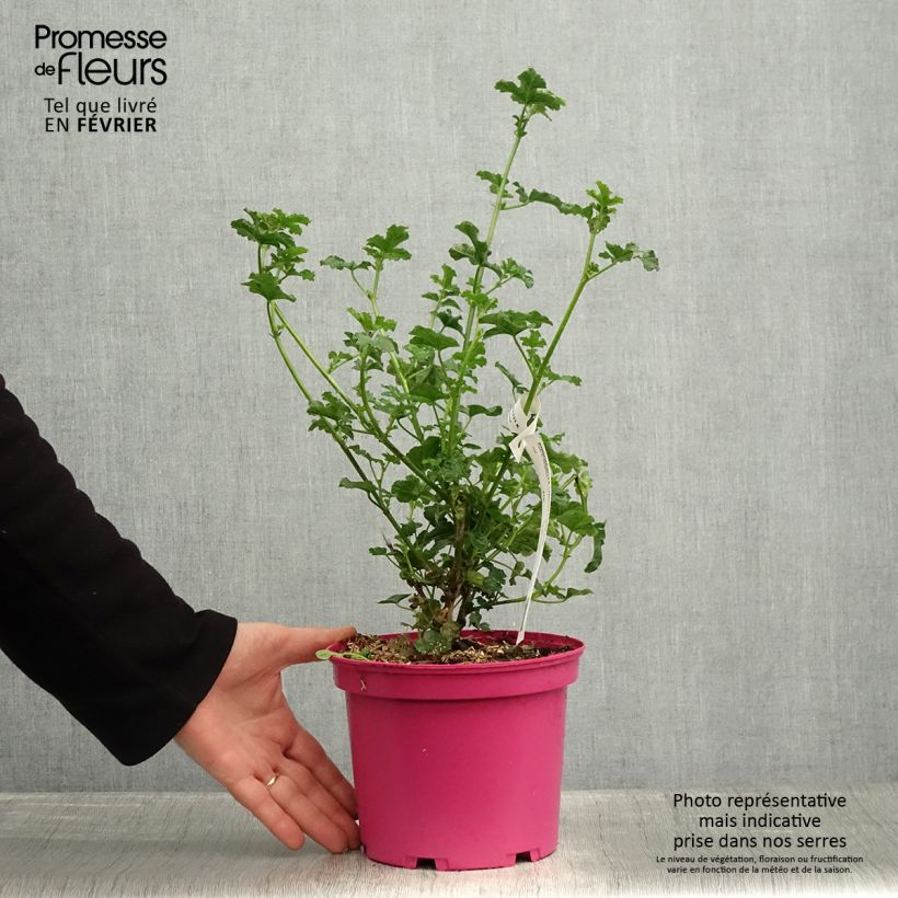 Exemplaar van Anisodontea malvastroides Cristal - Kaapse malva roze Pot van 3 l/4 l zoals geleverd in de winter