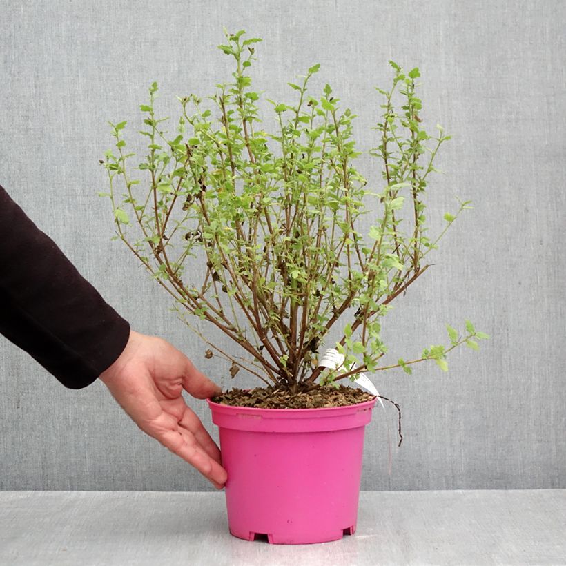 Exemplaar van Anisodontea Lady in Pink - Kaapse malva Pot van 3 l/4 l zoals geleverd in de herfst