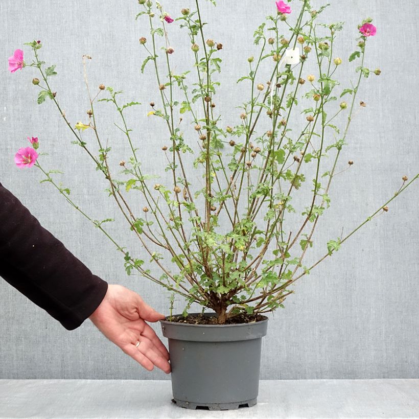 Exemplaar van Anisodontea scabrosa Large Red - Kaapse malva Pot van 3 l/4 l zoals geleverd in de herfst