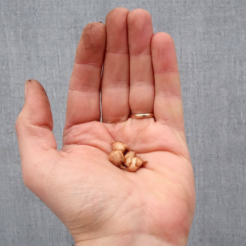 Exemplaar van Anomatheca laxa - Schijnfreesia Bol kaliber I zoals geleverd in de lente