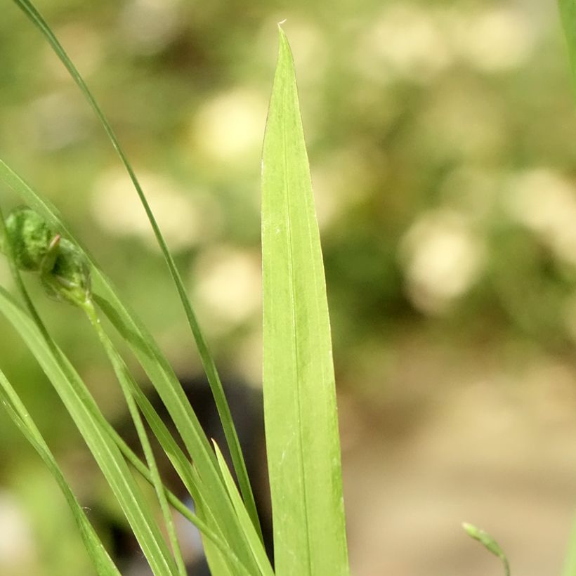 Anomatheca laxa - Schijnfreesia (Blad)