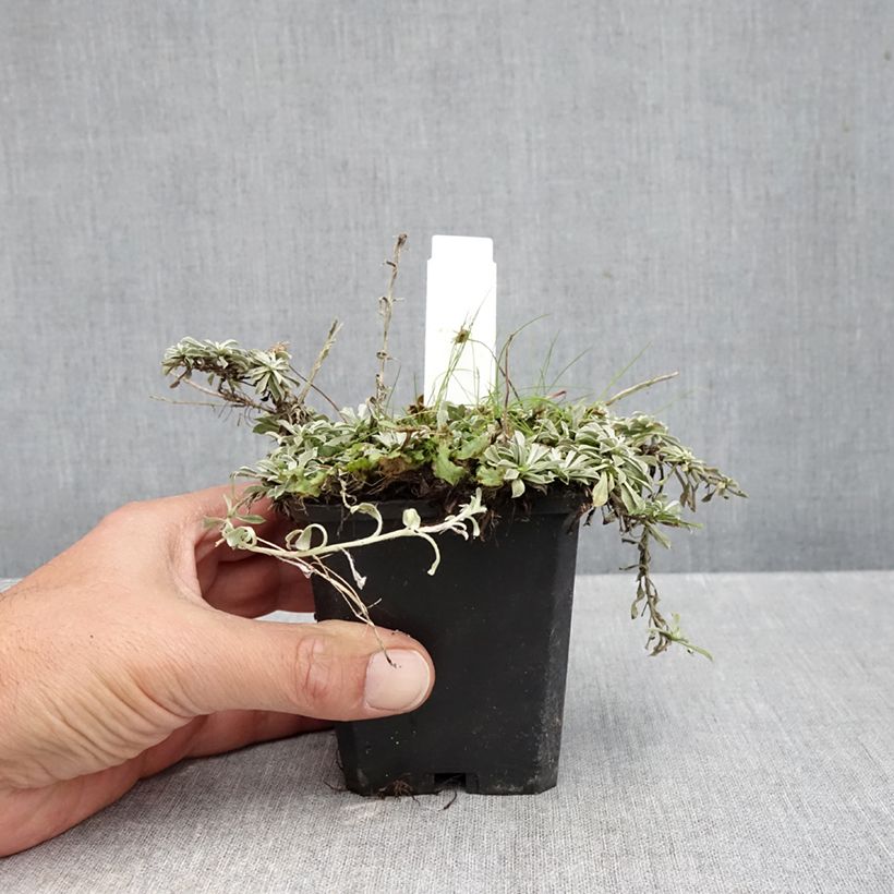 Exemplaar van Antennaria dioica var. borealis - Rozenkransje Kweekpotje van 8/9 cm zoals geleverd in de herfst