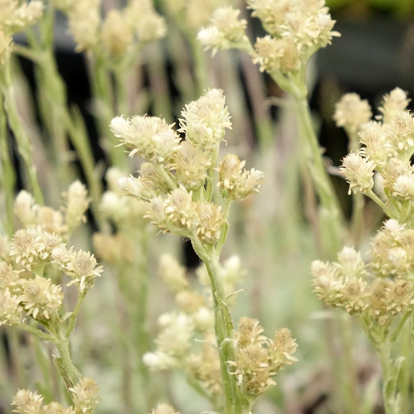 Antennaria dioica var. borealis - Rozenkransje (Bloei)