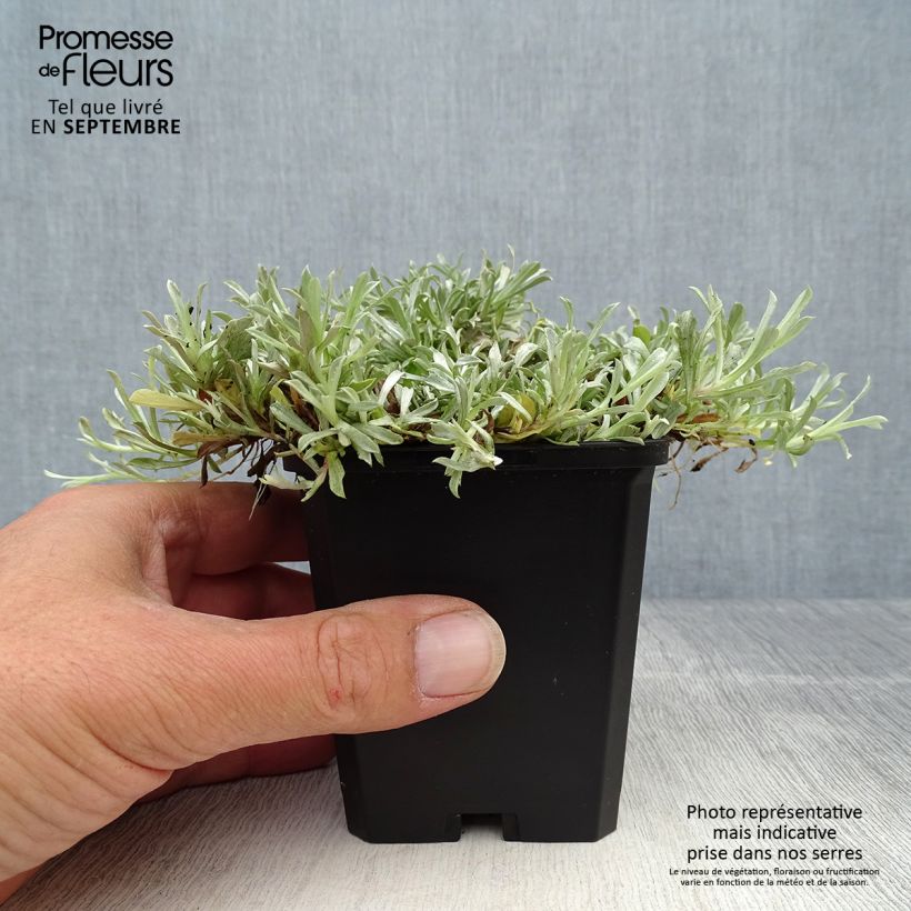 Exemplaar van Antennaria dioica Rubra - Rozenkransje Kweekpotje van 8/9 cm zoals geleverd in de herfst