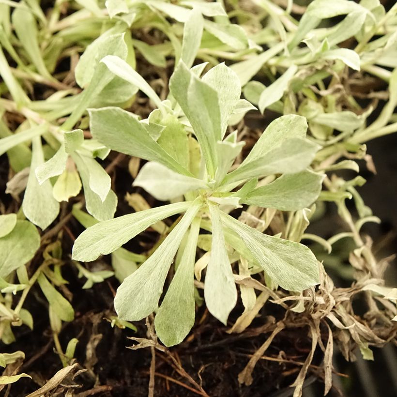 Antennaria dioica Rubra - Rozenkransje (Blad)
