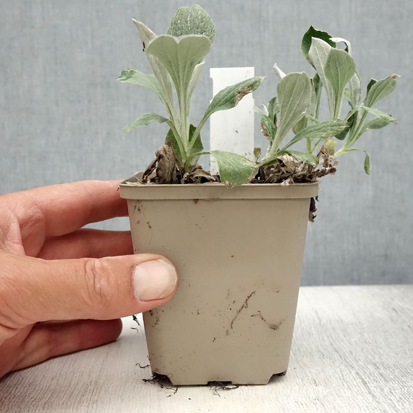 Exemplaar van Antennaria plantaginifolia - Rozenkransje Kweekpotje van 8/9 cm zoals geleverd in de zomer
