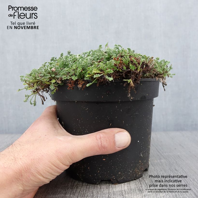 Exemplaar van Anthemis carpatica Karpatenschnee - Camomille des monts Carpates Karpatenschnee Pot de 2L/3L zoals geleverd in de herfst