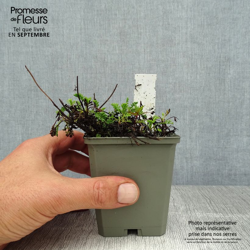 Exemplaar van Anthemis carpatica Karpatenschnee - Schubkamille Kweekpotje van 8/9 cm zoals geleverd in de zomer
