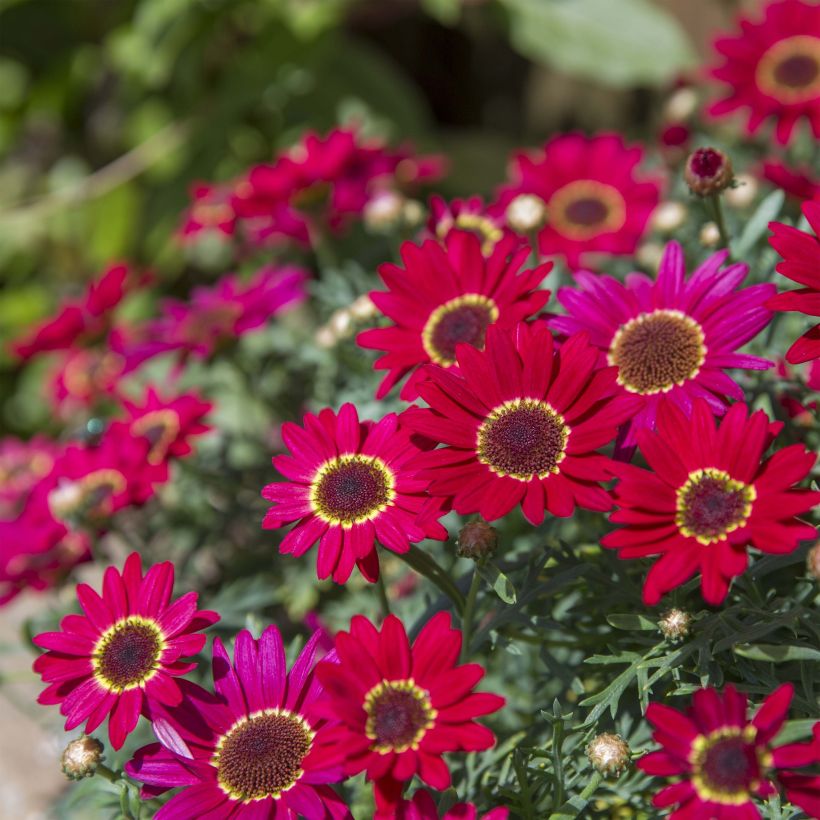 Argyranthemum Grandaisy Ruby - Struikmargriet (Groeiplaats)