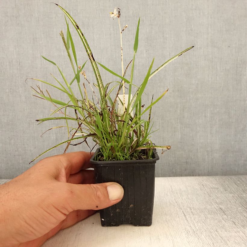 Exemplaar van Anthericum saundersiae Starlight - Graslelie Kweekpotje van 8/9 cm zoals geleverd in de zomer