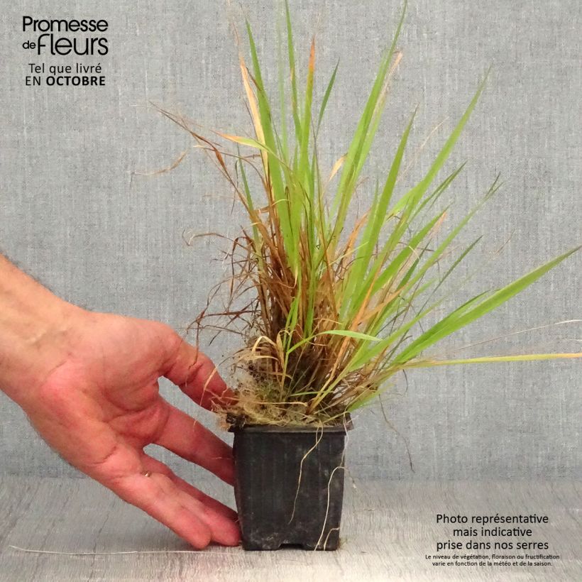 Exemplaar van Anthoxanthum odoratum - Gewoon reukgras Kweekpotje van 8/9 cm zoals geleverd in de herfst