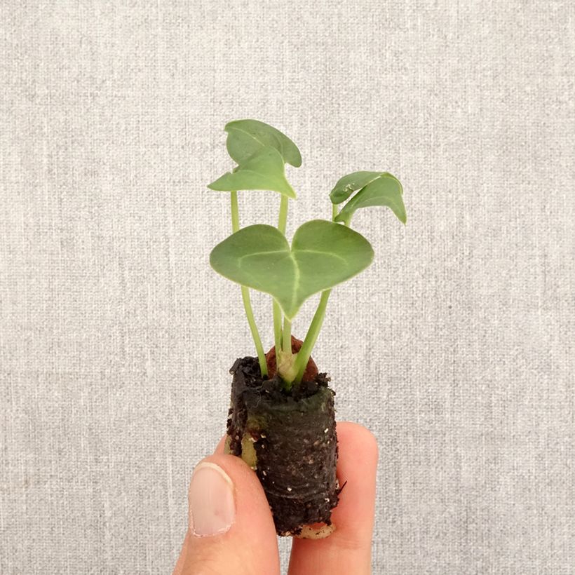 Exemplaar van Anthurium clarinervium - Aderplant Mini-kamerplanten zoals geleverd in de lente