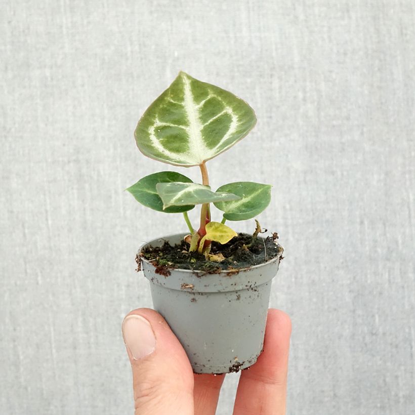 Example of Anthurium Crystal Hope - Aderplant Mini-kamerplanten as you get in automne