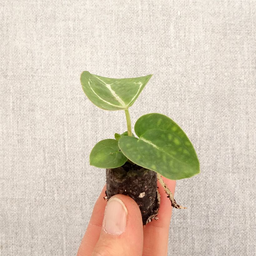 Exemplaar van Anthurium crystallinum - Aderplant Mini-kamerplanten zoals geleverd in de lente