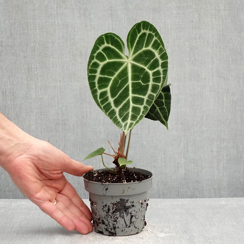 Exemplaar van Anthurium crystallinum - Aderplant Pot van 12 cm / 13 cm zoals geleverd in de lente
